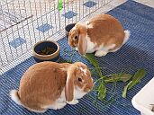 Bianca und Bonnie
