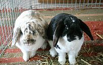 Blacky & Charly