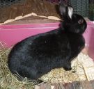 Blacky