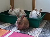 Lucy, Charly & Trixie