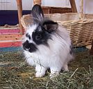 Elvis