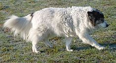 Laica
