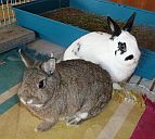 Mausi & Hasi