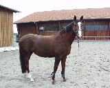 Isi auf dem Reitplatz vor der Reithalle (10/2000)