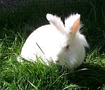 Leopold