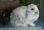 Linus
