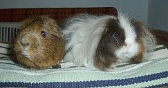 Lulu & Luisa