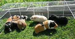 guinea pigs