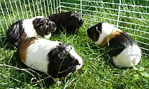 Micky, Minnie, Mini & Bella