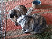 Muffin & Schröder