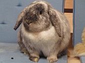 Pepper