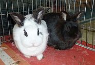 Isis & Ramses