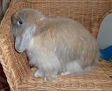 Romy