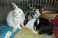 Snowy & Marby